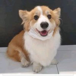 Lovely Corgi profile icon