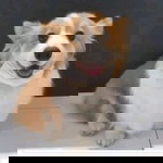 Lovely Corgi profile icon