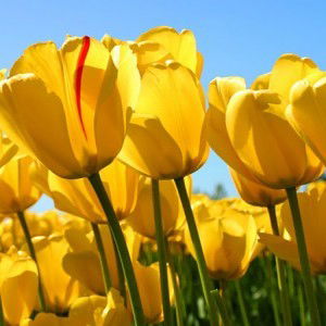 Fima Kholifa profile icon