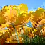 Fima Kholifa profile icon