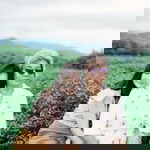 Trit Lipiwong profile icon