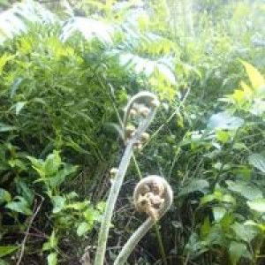 Ako Padamu profile icon