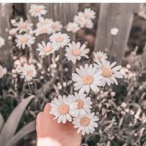 Ringga Shadri profile icon