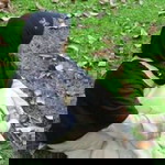 Eva Meilia Sari profile icon