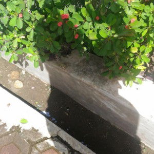 Rina Dwiyantini profile icon