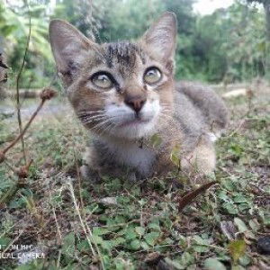 pujik lestari profile icon