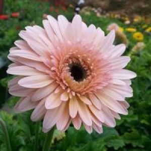 Tasya Puji profile icon