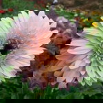 Tasya Puji profile icon