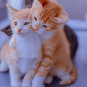 Ramadhani Ervina profile icon