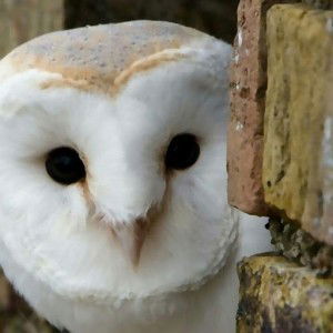 Kiki Renny profile icon