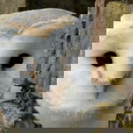 Kiki Renny profile icon