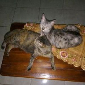 Asti Soetopo profile icon