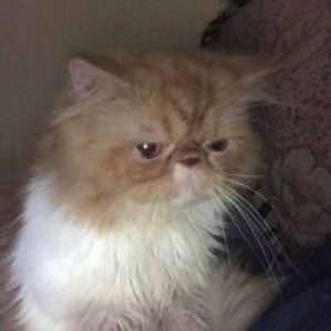 Asnita Rozali profile icon