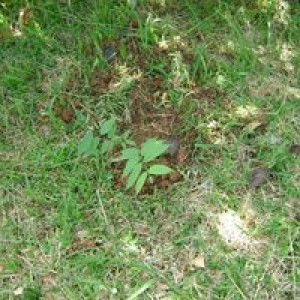 ห้วยญาง ญางนา profile icon