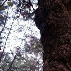 Khurun Ien profile icon