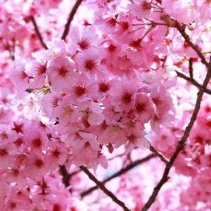 yulia wati profile icon