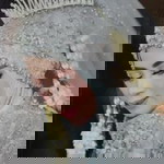 Arinaranzza profile icon