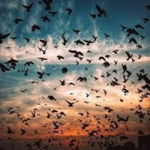 E-Noo Ang Indy profile icon