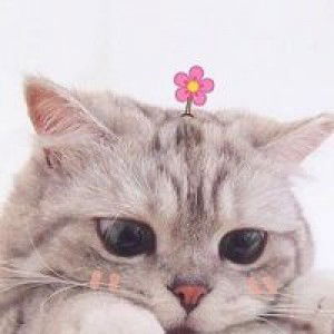 Farah Solehah profile icon