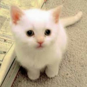 devi ayudiah profile icon