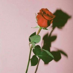 Imantia Fardianti profile icon