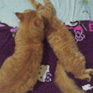 Nadhila Almunadi profile icon