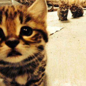 Anggi Yulia profile icon