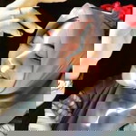 Noffi Diyah Tri Indah profile icon