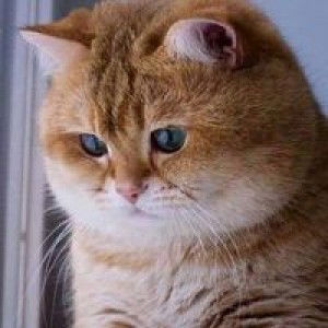 Rullaila Asea profile icon