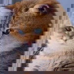 Rullaila Asea profile icon