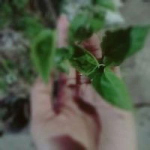 Riskiyatul Hasanah profile icon