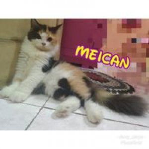 Desy Mala Aisya profile icon