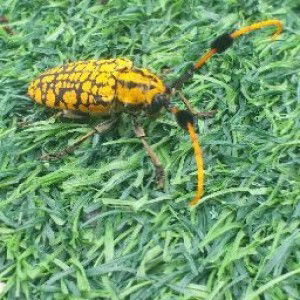 Rock Bock profile icon