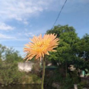 Kieu Anh Dinh profile icon