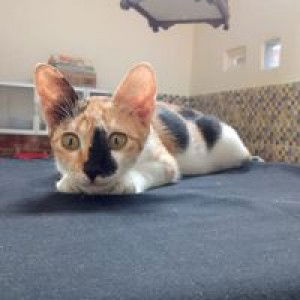 Maryati profile icon