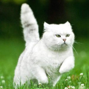 Izyan H. profile icon