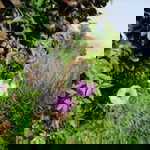 Tembikai Sunquick profile icon