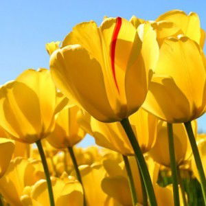 gabriella devana profile icon