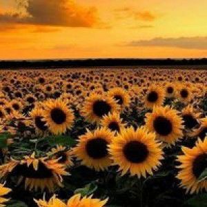 AINON BT MADHASAHRAWTHER profile icon