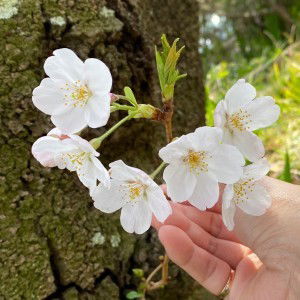 M มาริโกะ profile icon