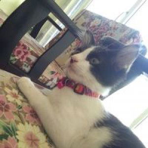 Noor Nureezan profile icon