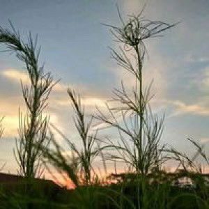 Uray Hudzaifah profile icon