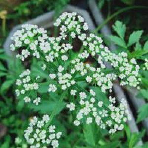 Aschien Chien profile icon