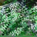 Aschien Chien profile icon