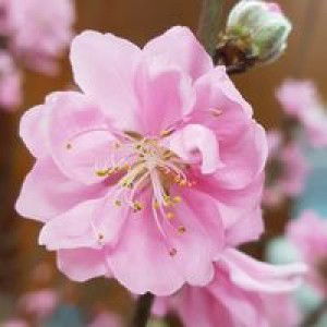 Đỗ Hồng Hạnh profile icon