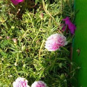 yuhrotunnisa profile icon