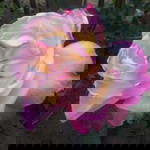 Nantana Nanlar profile icon