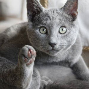 Andi Hadriani profile icon