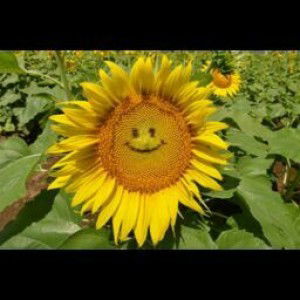 Siska Hotchoco profile icon