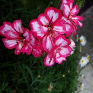 Bushra Jahan profile icon